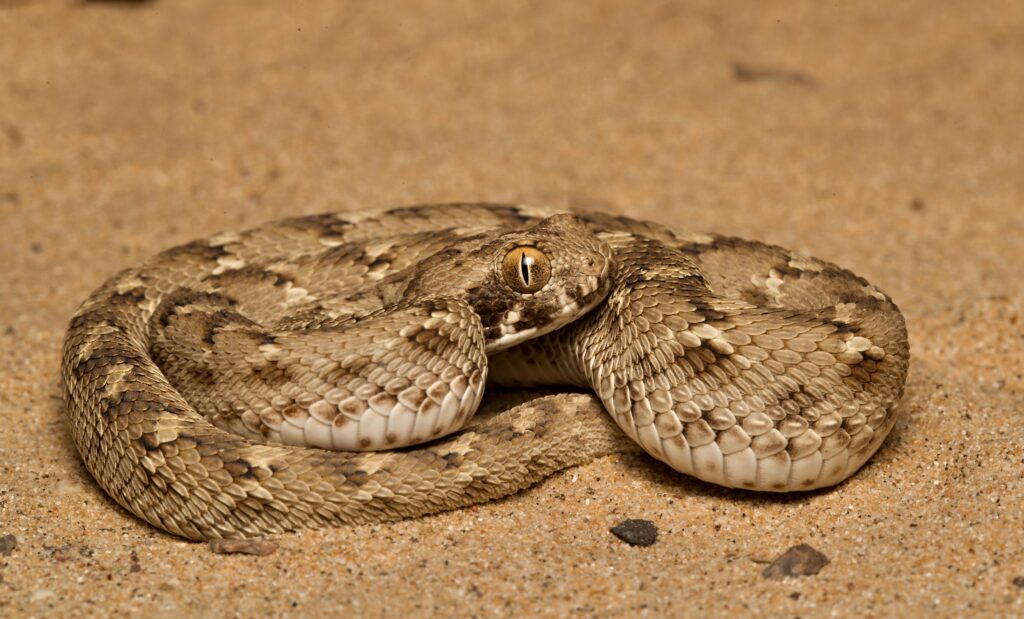 Top 10 Most Venomous Snakes in the World 2023