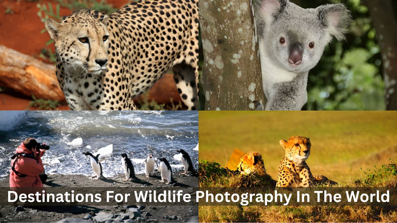 top 10 destinations for wildlife photography in the world