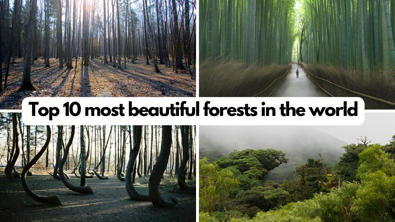Top 10 most beautiful forests in the world