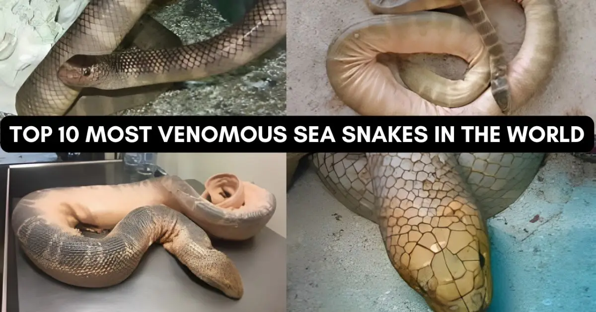 Top 10 Most Venomous Sea Snakes In The World