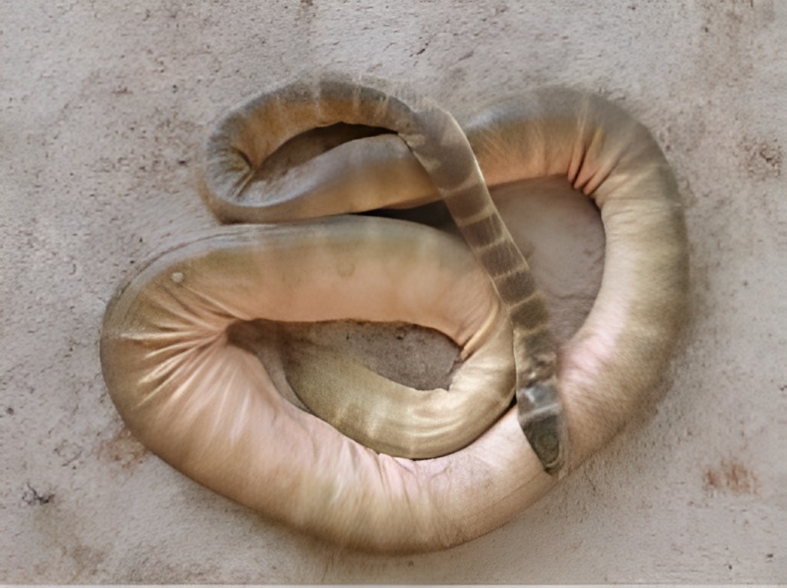 Belcher's sea snake 