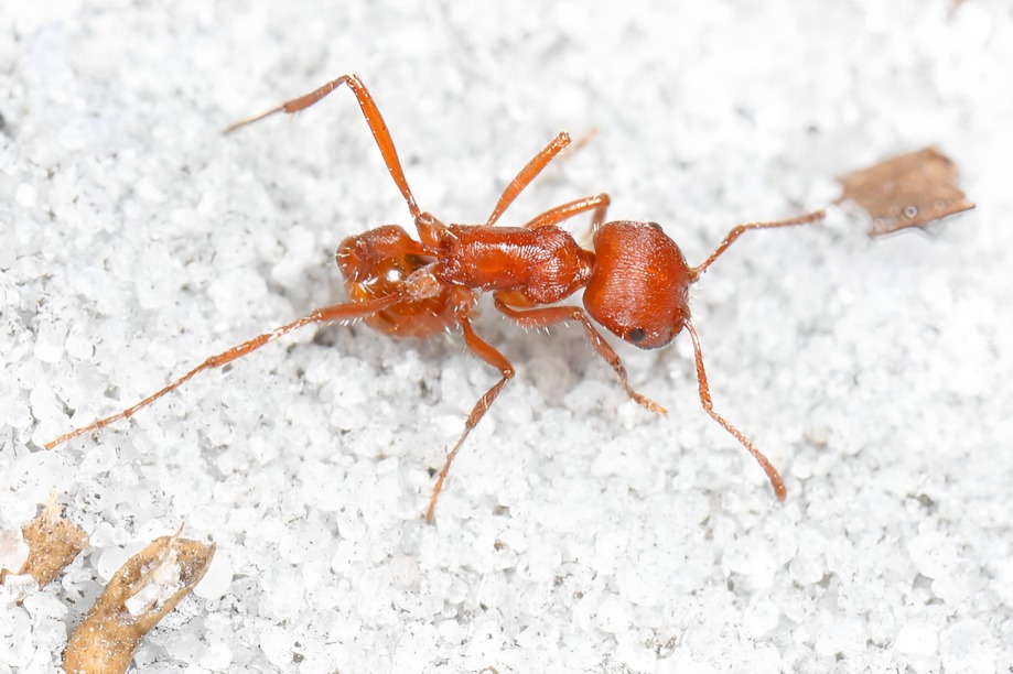florida harvester ant