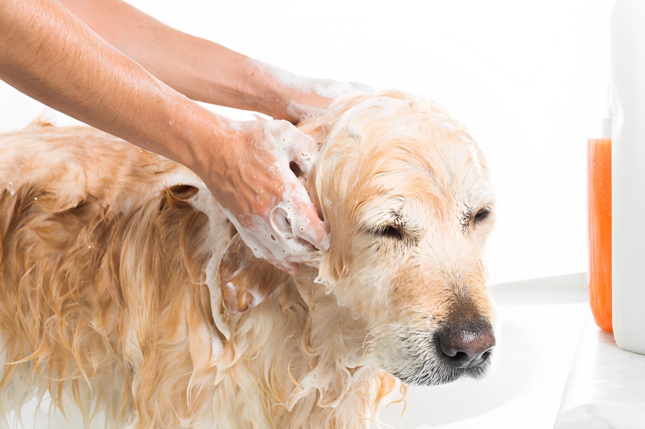 bath your dog as needed