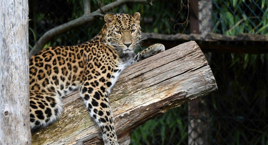 Amur Leopard