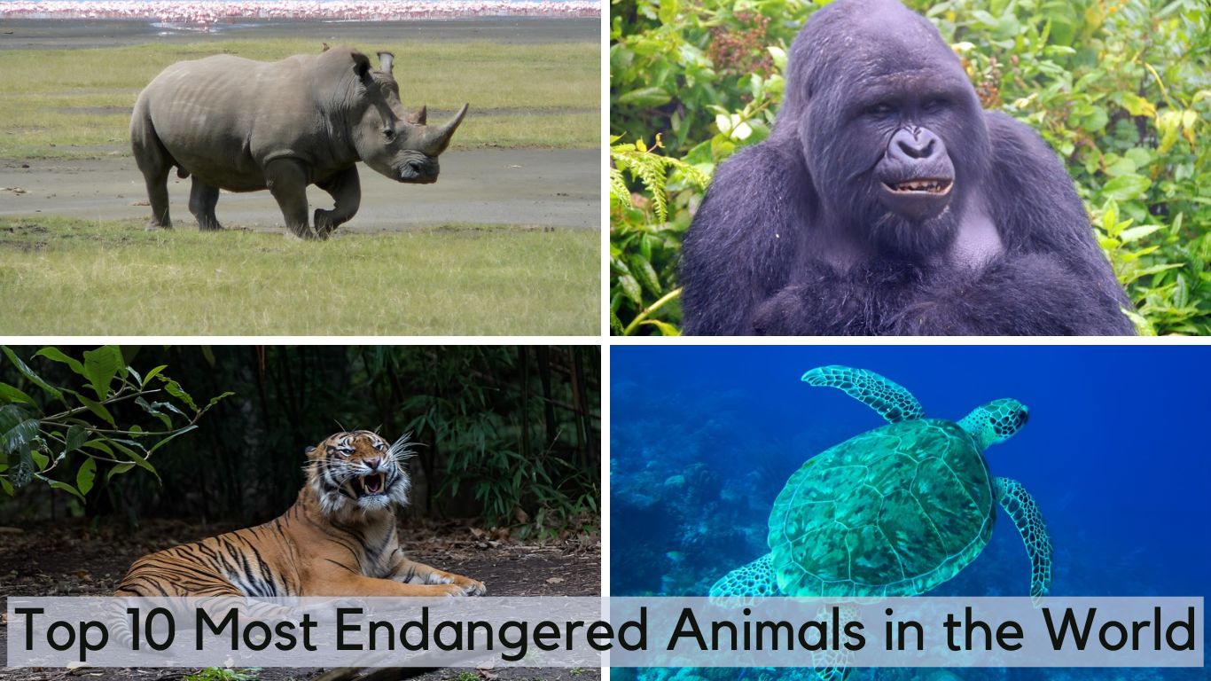 Top 10 Most Endangered Animals in the World