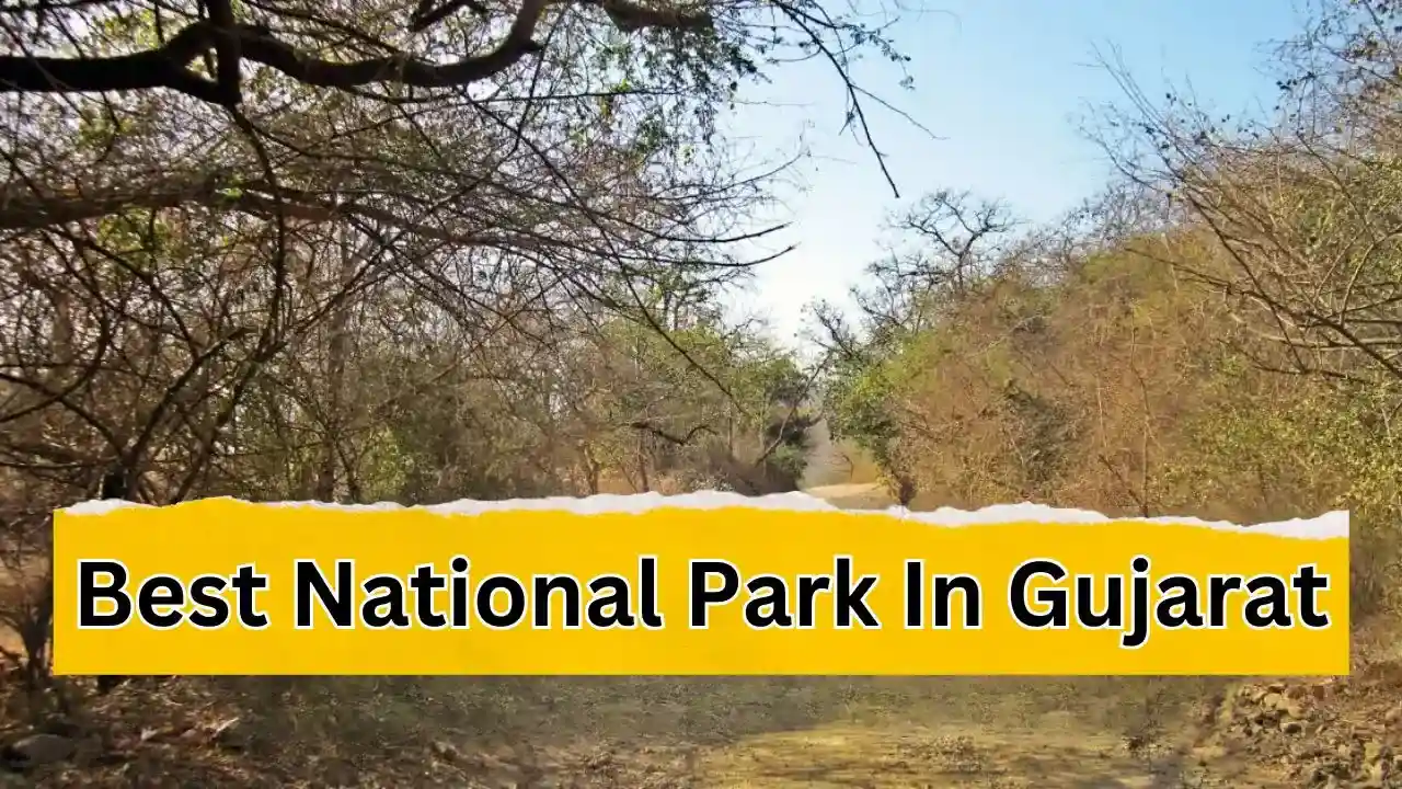 National Park In Gujarat